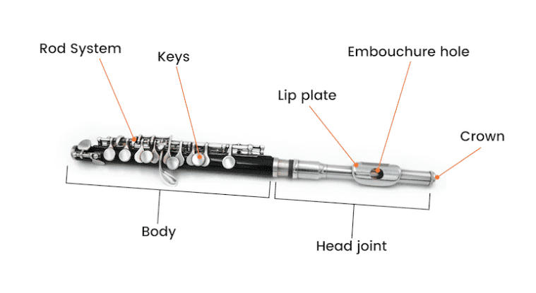 Piccolo anatomy diagram